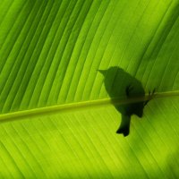 Bird on green leaf