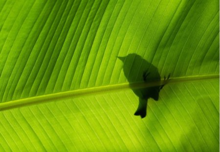 Bird on green leaf - tree, bird, branch, green