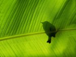 Bird on green leaf