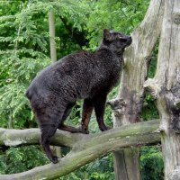 Black Wild Cat