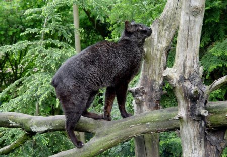 Black Wild Cat - cat, tree, wild, black