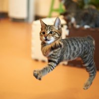 cat dancer