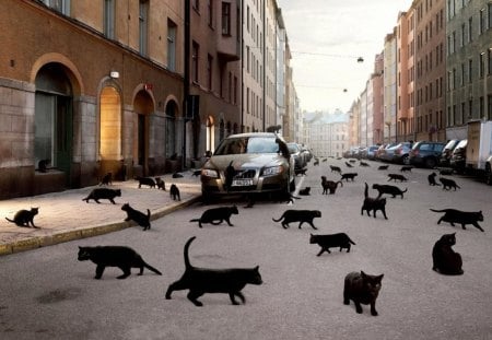 city, street, cat - road, cats, car, streets