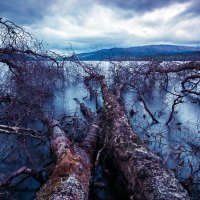 Dead End Trees