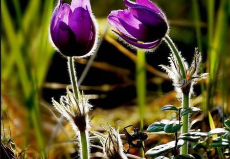 Purple Hairy Flowers - flowers, hairy, nature, purple