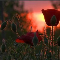 Sunset Over the Poppies Field.