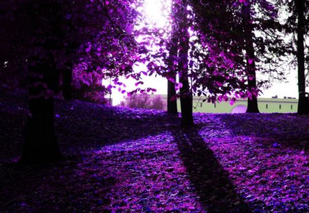 PURPLE AUTUMN - FOREST, PURPLE, TREES, LEAF, AUTUMN