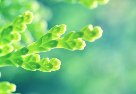 Green Flowers - flowers, beautiful, nature, green