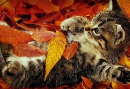 autumn time - play, yellow, time, kitty, whith