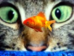 Cat eyes on goldfish