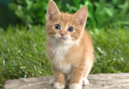 PLEASE BE MY FRIEND - kind, adorable, cute, kitty