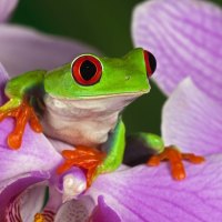 Cute frog in petals