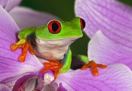 Cute frog in petals - cute, animals, frog, petals