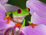 Cute frog in petals