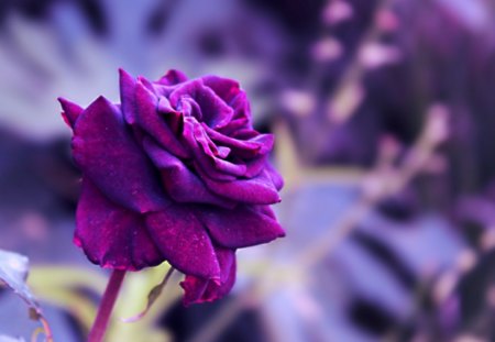 Rose - flower, purple, nature, rose