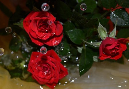 Red roses - flowers, red rose, petals, nature