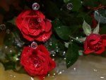 Red roses