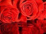 * Red roses *