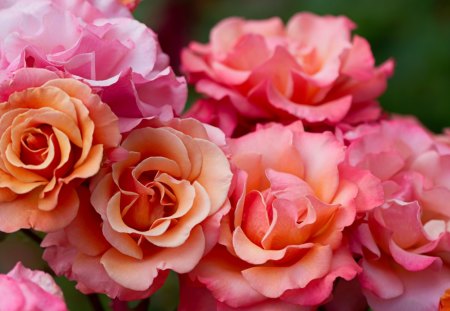 Lovely rose - roses, pink, petals, flowers, lovely, nature