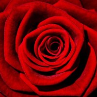 * Beautiful red rose *