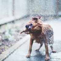 Rain dog