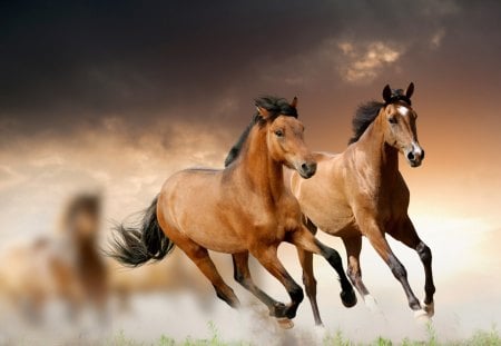 Horses - horses, beauty, horse, sky, animals