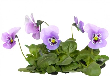 pansies - flowers, purple, pansy, leaves, pansies