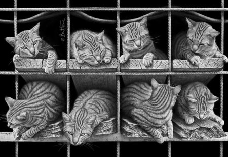 Octet :) - paws, face, pretty, cute, beautiful, kitty, cats, kitten, lovely, cat face