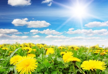 A sunny day on a dandelion field - clouds, skies, sunny, yellow, spring, dandelion, sun