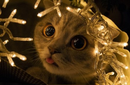 Christmas cat - paws, face, pretty, cute, beautiful, kitty, cats, kitten, lovely, cat face