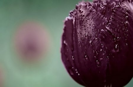 Bud - flower, nature, rose, bud