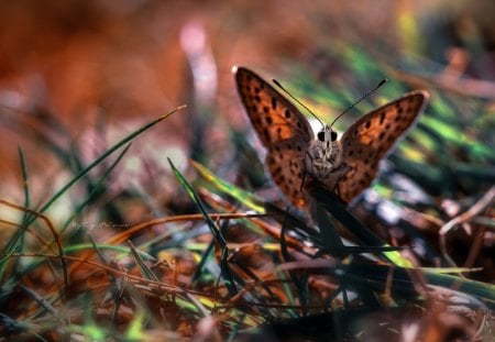 Butterfly - Buerfly, insect, fly, wings