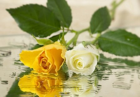 Roses - withe, flowers, roses, yellow, soft, lovely, reflection