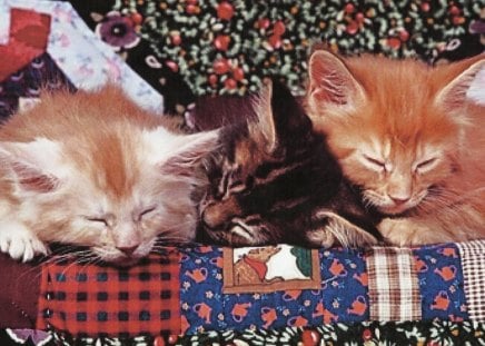 Three kittens sleeping - quilt, kittens, feline, cute, sleeping