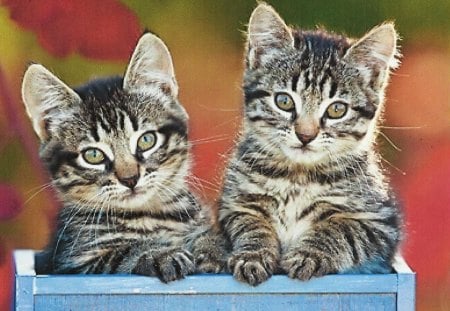 Two kittens in a box - tabby, box, kittens, blue, feline