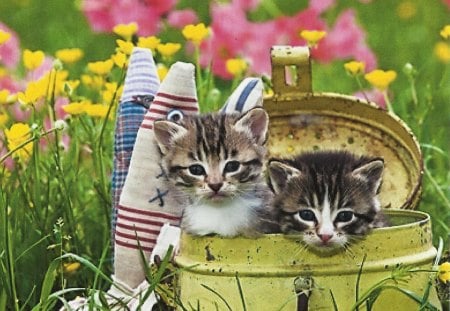 Two kittens in a can - feline, can, flowers, kittens