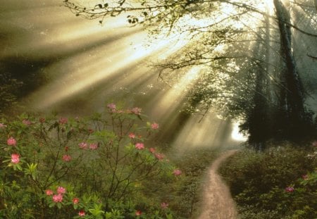 streaming sunbeams - flowers, sun rays, trail, forest