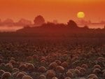 sunrise on the pumpkin patch