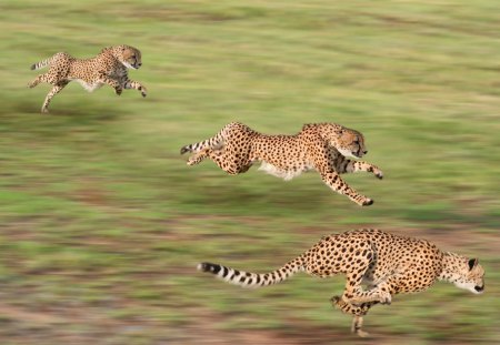 Cheetah - cheetah, fast, animal, runner