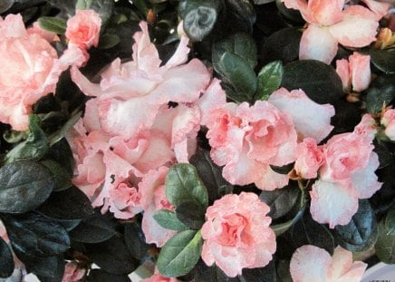 Pink Flowers on my table - white, pink, photography, green, flowers