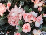 Pink Flowers on my table