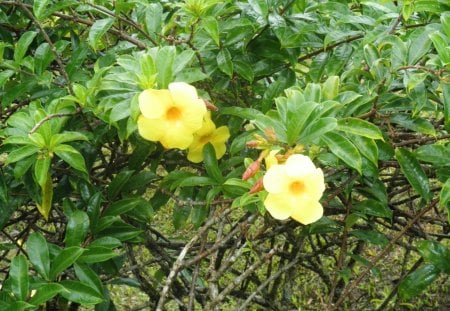 Flowers from St. Lucia Islands - yellow, photography, leaves, green, flowers