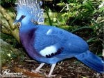 Beautiful Blue Crowned Pigeon