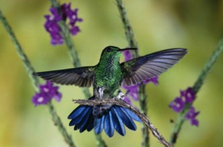 Hummer in Flight - colorful, purple flowers, birds, hummingbird, animals