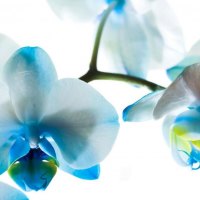 Blue Orchids