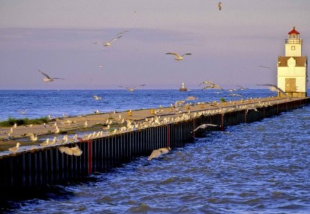 bird covered lighthouse pier in wisconsin - lake, birds, lighthouse, pier