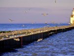 bird covered lighthouse pier in wisconsin