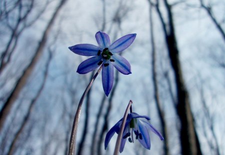 Spring flowers - nature, blue, spring, forest, flower, tree