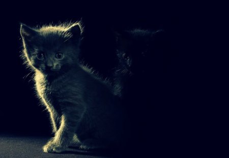 cute kittens - animal, cute, black, kitten, cat, blue