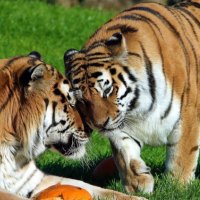 Two Beatiful Tigers